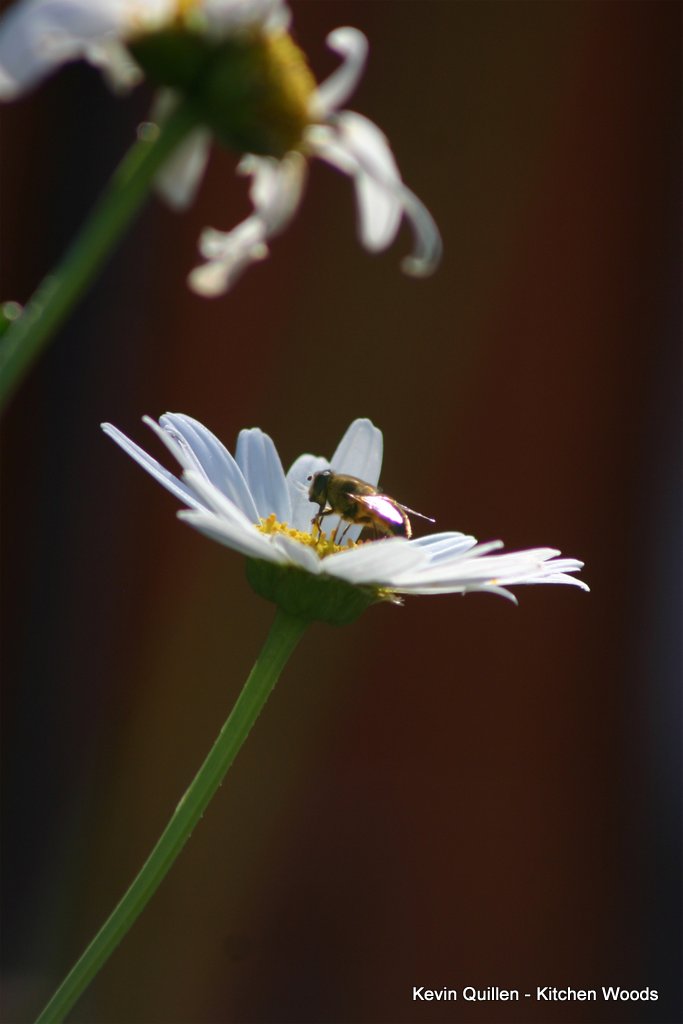 Honey Bee on Daisy